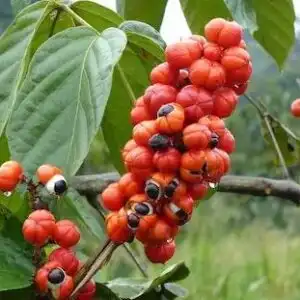 Guarana