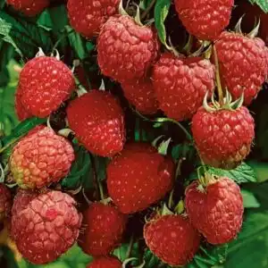 raspberry fruit